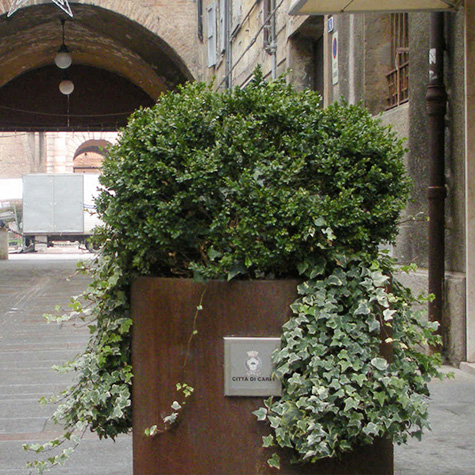 Aster Planter