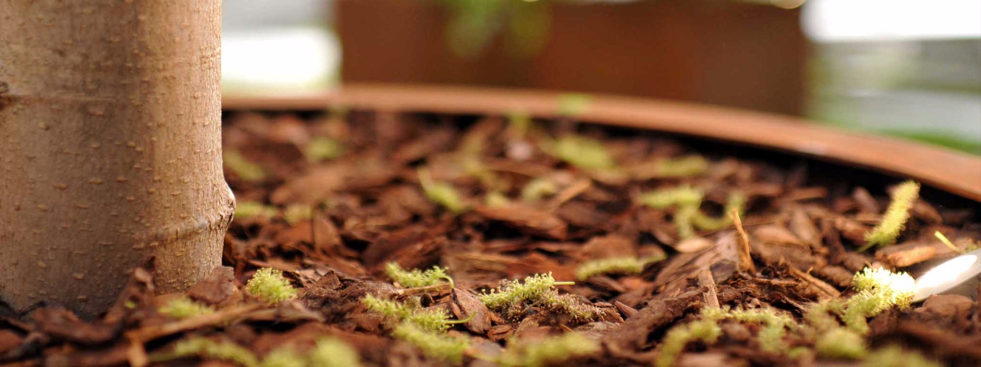 Eccentrica Planter Eccentrica Planter