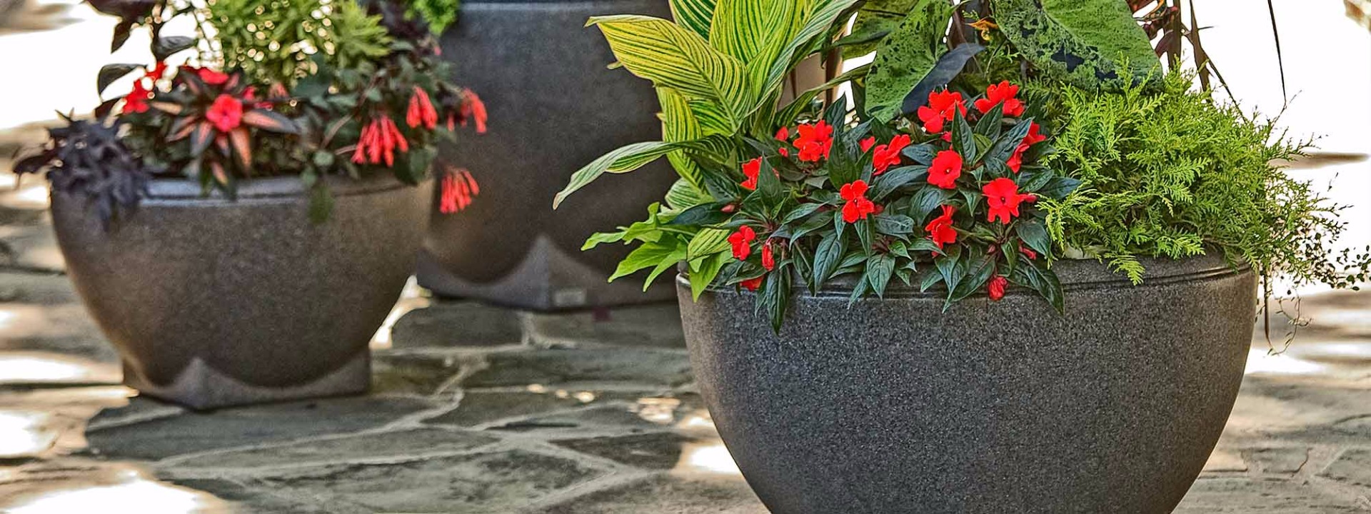 Rosa Planter Rosa Planter